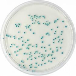 TBX Chromogenic Agar (Tryptone Bile X-Glucuronide) ISO