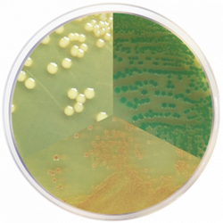 Vibrio Chromogenic Agar