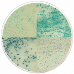 Staphylococcus Chromogenic Agar (S19-150)
