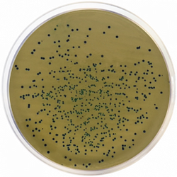 mEI Agar (M13-140)