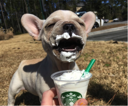 can dogs have yogurt