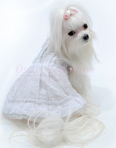 Dog Wedding Dress And Tuxedos For Your Big Day Funny Fur