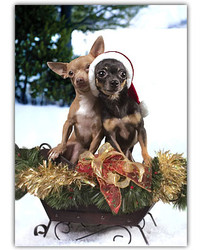 Chihuahua Holiday Card Set