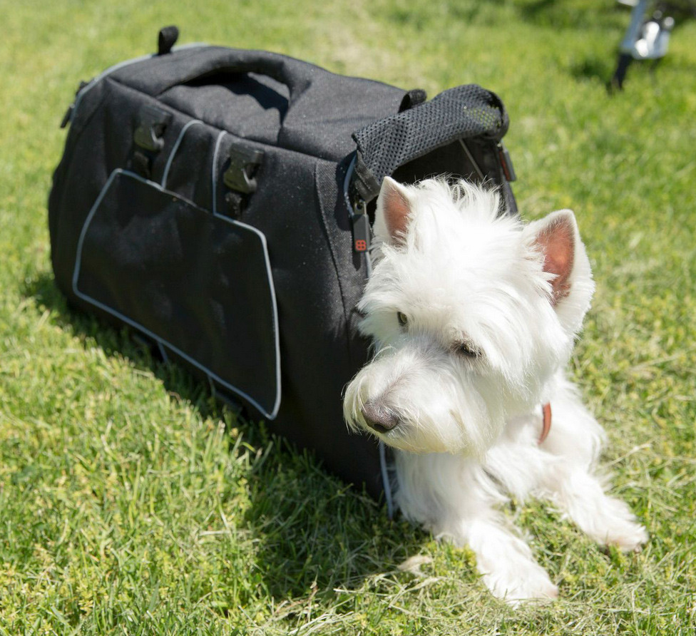 jet set pet carrier