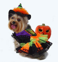 Halloween Witch Dog Costume