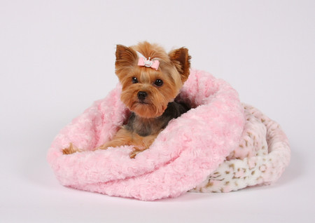 Cuddle Cup Dog Bed