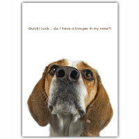 Beagle Friendship Card