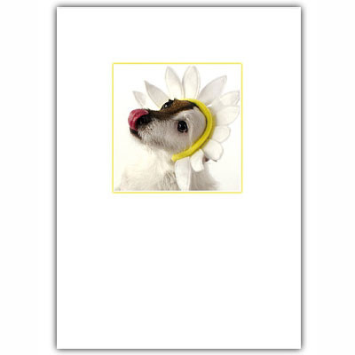 Jack Russell Hello Card