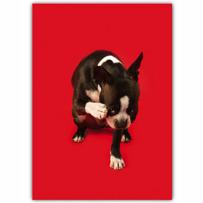 Boston Terrier Belated Birthday Card