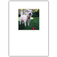 Scruffy Dog Birthday Card