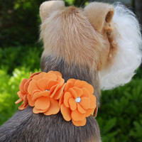 Susan Lanci Tinkie's Garden Dog Collars