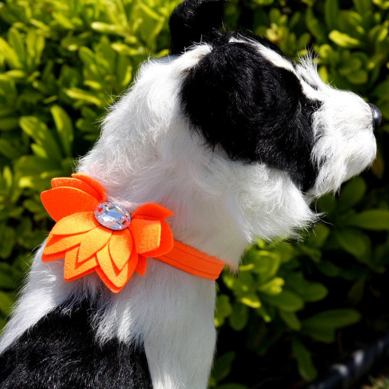lily dog collar