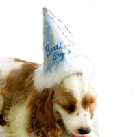 Birthday Boy Dog Hat
