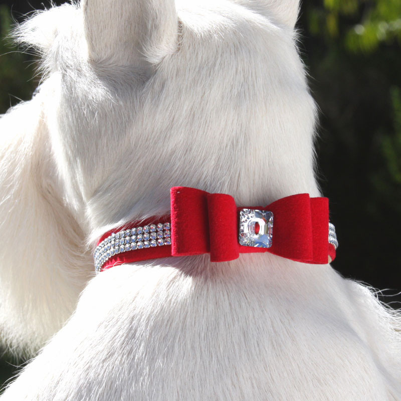 ed dog collars
