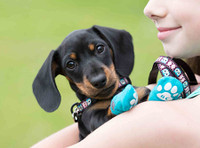 rubber dipped dog socks