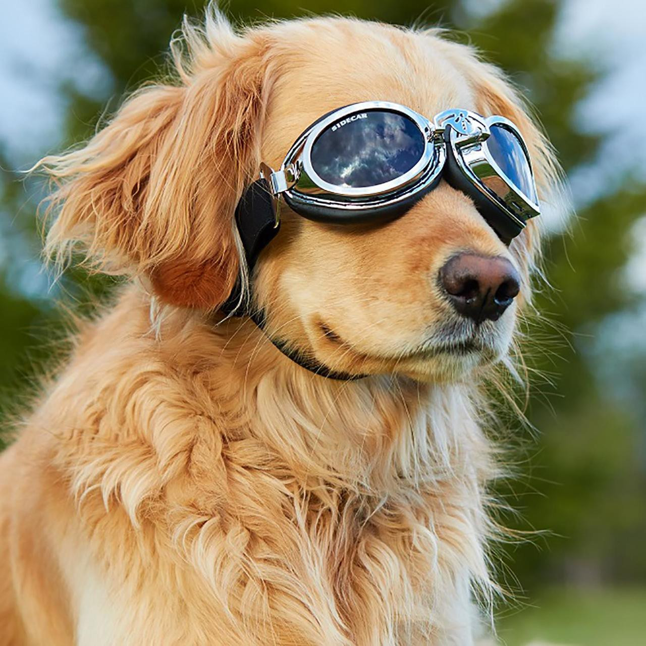 Doggles Sidecar Goggles