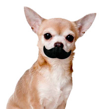 Paci-Chew Mustache Dog Chew Toy