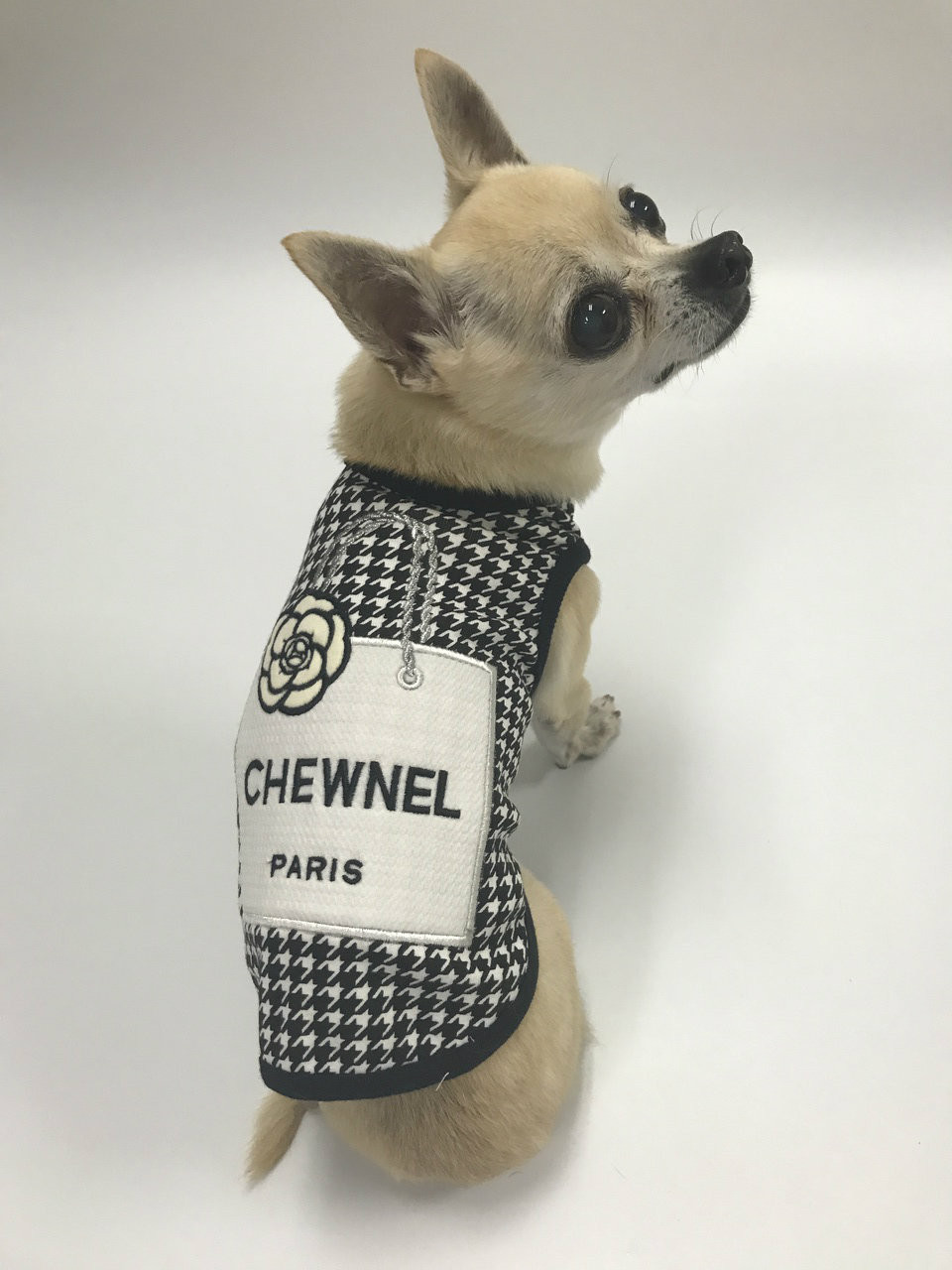 best airline to travel with dogs