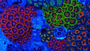 zoas.jpg