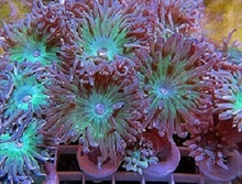 Duncanopsammia axifuga, also commonly called whisker coral, duncanops coral, or simply duncan coral, is a type of LPS (Large Polyp Stony) coral. Duncanopsammia axifuga is a species of coral often encountered in the aquarium trade.