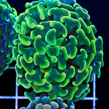 Hammer Coral (Pre 0rder)