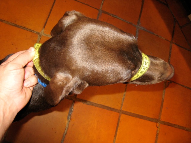 measuring-your-dog-1.jpeg