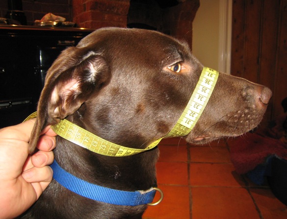 measuring-your-dog-2.jpeg