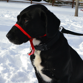US-K9-BRIDLE
