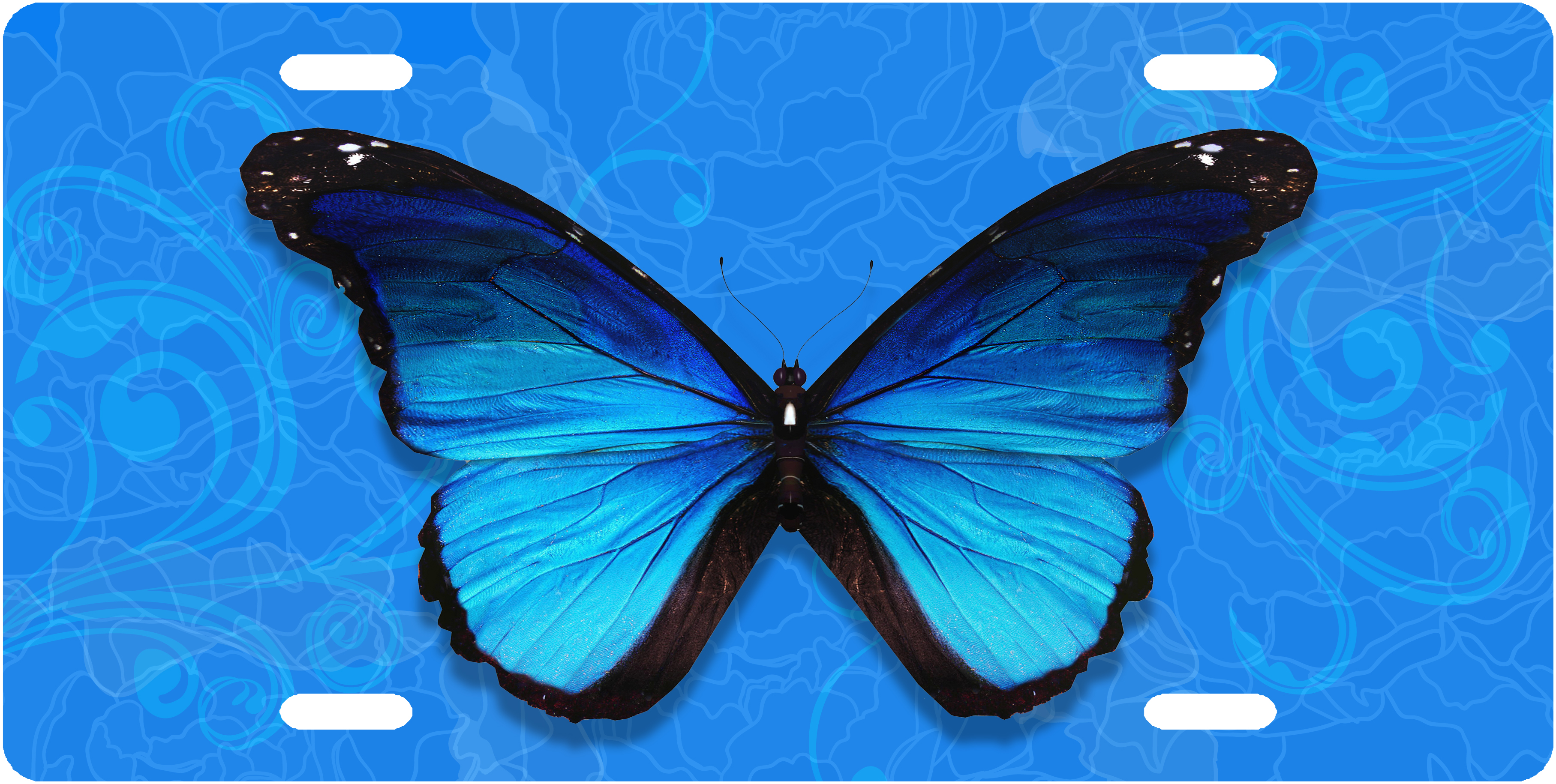 blue-butterfly-copy.jpg