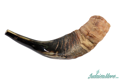ram horn shofar