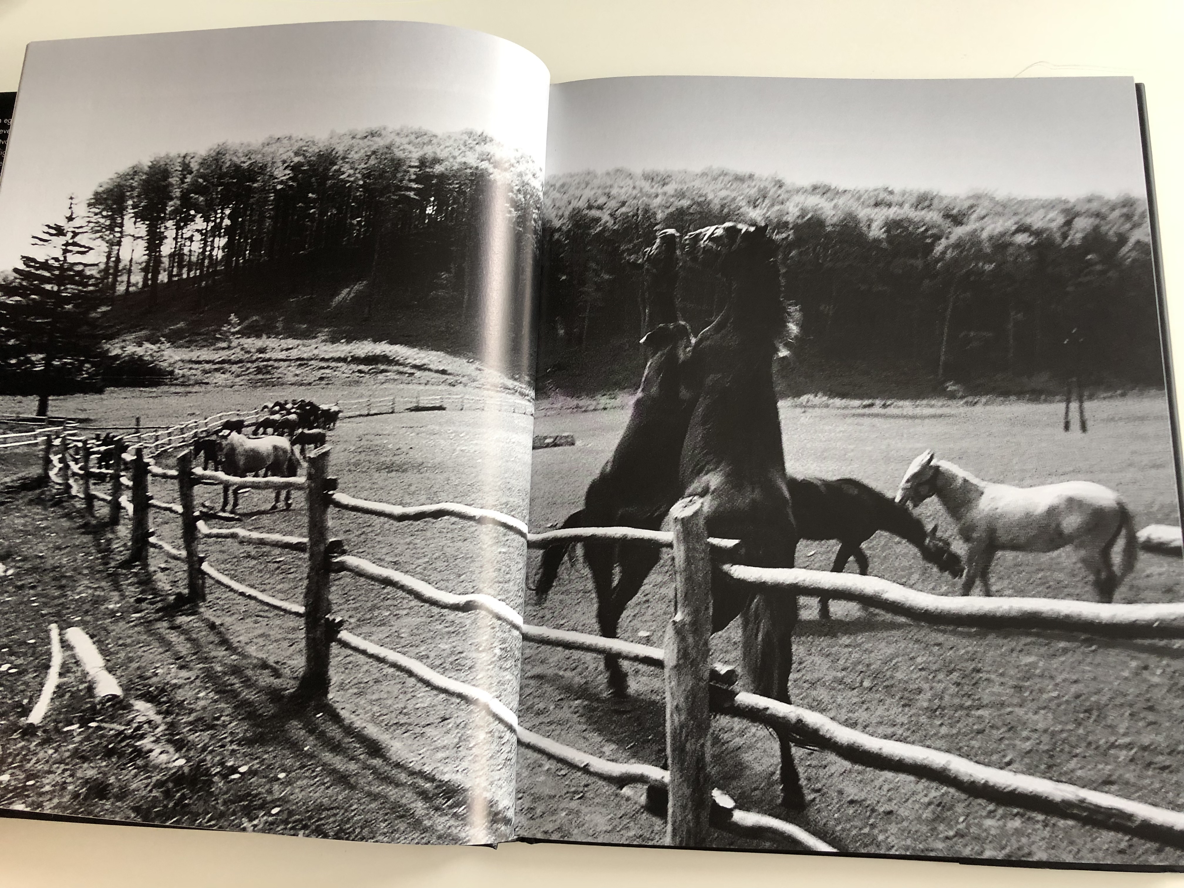 csak-lovak-just-horses-by-hemz-k-roly-photo-album-about-horses-gust-art-hardcover-2005-6-.jpg