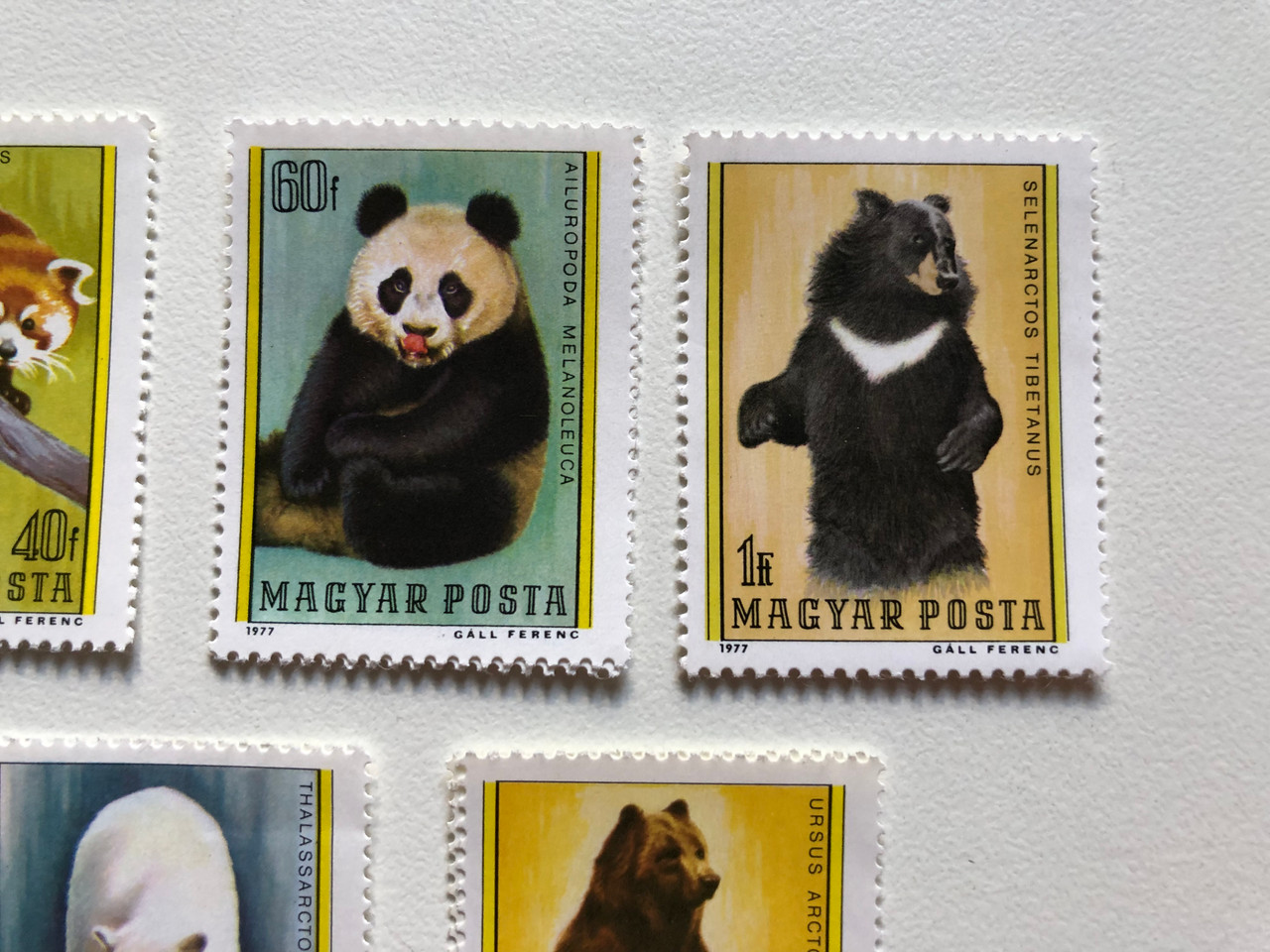 MAGYAR_POSTA_AILURUS_FULGENS_-_AILUROPODA_MELANOLEUC_-_SELENARCTOS_TIBETANUS_-_THALASSARCTOS_M_3__97981.1696931243.1280.1280.JPG (1280×960)
