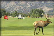 The Estes Park 18 Hole Golf Course adjoins Rocky Mountain National Park. 
Our course is open mid-April through October.

We are located in the town of Estes Park, which is approximately 60 miles northwest of Denver, Colorado. 

We sit in a natural valley that is surrounded by spectacular mountains.

During most of the year you are able to play your round of golf 
while sharing the course with herds of deer and elk with an occasional coyote or two watching on.