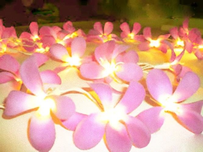Soft Pink Frangipani s on a string of fairy lights girls bedroom