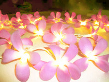 Pink frangipani fairy light