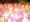 Tropical pink colour frangipani LED fairy lights