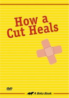 How a Cut Heals