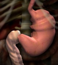 stomach.jpg