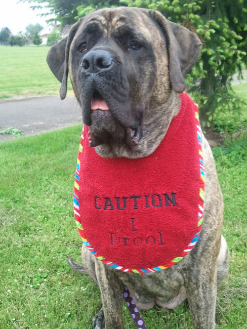 Large red terry "Caution I drool bib