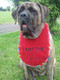 Large red terry "Caution I drool bib