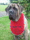 Large red terry drool bib