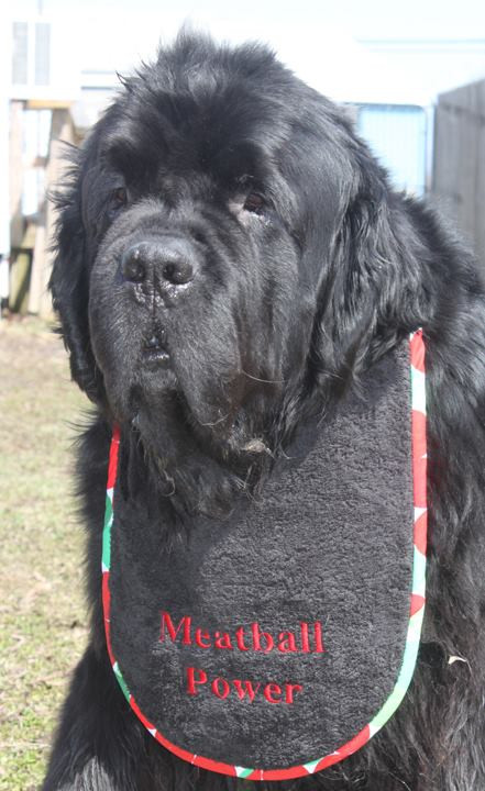 Large black terry drool bib