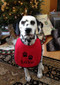 Puppy size red terry drool bib