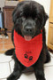 Medium sized personalized red terry drool bib