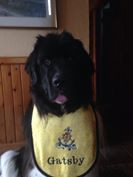Large yellow terry drool bib