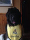 Large yellow terry drool bib