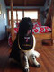 Large black terry drool bib