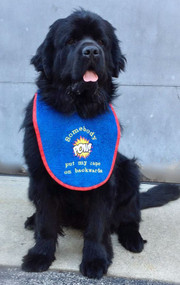 Large royal blue drool bib