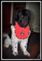 Large red terry bib