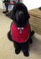 Large dark red terry bib